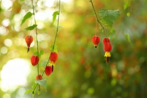 寺外桃源講花卉》-蔓性風(fēng)鈴花來開獎(jiǎng)啦！