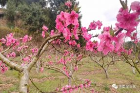 慶“三.八”女神節(jié)，賞寺外桃源桃花